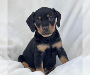 Labrador Retriever-Unknown Mix Dogs for adoption in San Diego, CA, USA