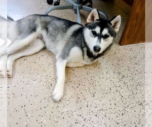 - Mix Dogs for adoption in York, SC, USA