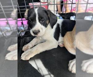 Mutt Dogs for adoption in Stockton, CA, USA