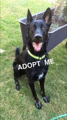 German Shepherd Dog Dogs for adoption in Justin , TX, USA