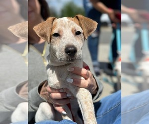 Labrador Retriever-Unknown Mix Dogs for adoption in NYC, NY, USA