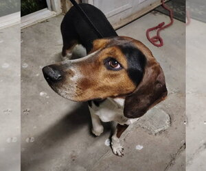 Treeing Walker Coonhound Dogs for adoption in Foristell, MO, USA