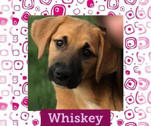 Black Mouth Cur Dogs for adoption in Littleton, CO, USA
