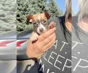 Chihuahua-Unknown Mix Dogs for adoption in Princeton, MN, USA