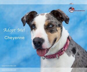 Catahoula Leopard Dog-Unknown Mix Dogs for adoption in Santa Clarita, CA, USA