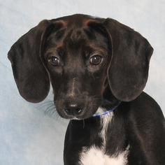 Labrador Retriever-Unknown Mix Dogs for adoption in Danville, KY, USA