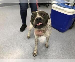 German Shorthaired Pointer Dogs for adoption in Bakersfield, CA, USA