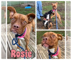 American Bulldog-Unknown Mix Dogs for adoption in Pierceton , IN, USA