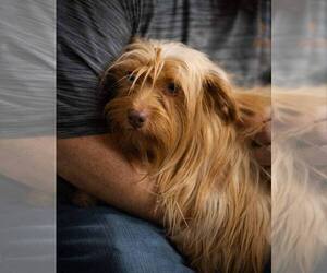 Silky Terrier-Unknown Mix Dogs for adoption in Plymouth, MN, USA