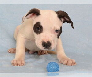 Boxer-Unknown Mix Dogs for adoption in Oroville, CA, USA