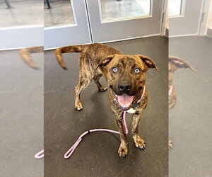 Labrador Retriever-Unknown Mix Dogs for adoption in Williamsburg, IA, USA