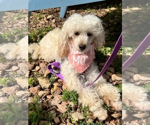 Poodle (Toy) Dogs for adoption in St. Louis Park, MN, USA