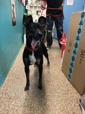Bospin Dogs for adoption in Fort Lauderdale, FL, USA