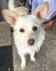 Cairn Terrier-Unknown Mix Dogs for adoption in Long Beach, CA, USA