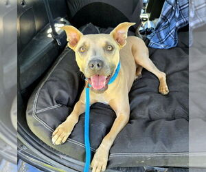 Mutt Dogs for adoption in Long Beach, CA, USA