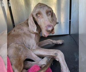 Unknown-Weimaraner Mix Dogs for adoption in San Antonio, TX, USA