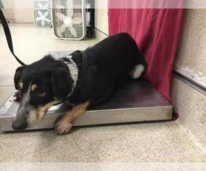 Mutt Dogs for adoption in Riverside, CA, USA