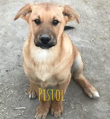 Mutt Dogs for adoption in Carson City, NV, USA