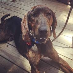 Plott Hound-Unknown Mix Dogs for adoption in Cool Ridge, WV, USA