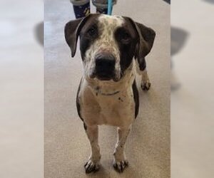 Pointer-Unknown Mix Dogs for adoption in Oskaloosa, IA, USA
