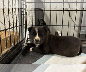 American Staffordshire Terrier-Australian Shepherd Mix Dogs for adoption in MIDWAY, UT, USA