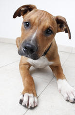 Boxador Dogs for adoption in Eden Prairie, MN, USA