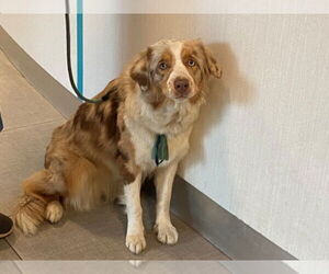 Australian Shepherd Dogs for adoption in Rancho Cucamonga, CA, USA