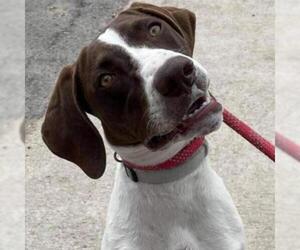 German Shorthaired Pointer Dogs for adoption in Von Ormy, TX, USA