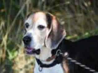 Beagle Dogs for adoption in Easton, MD, USA