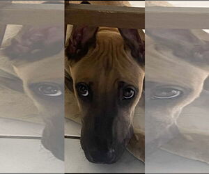 Mutt Dogs for adoption in NYC, NY, USA