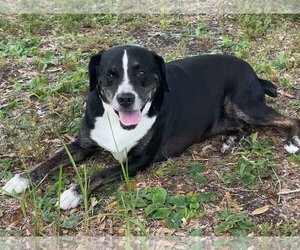Mutt Dogs for adoption in Sarasota, FL, USA