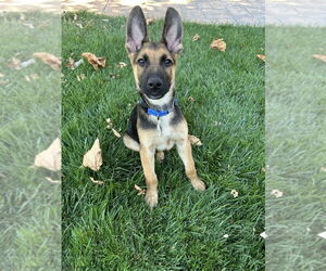 German Shepherd Dog-Unknown Mix Dogs for adoption in West Sacramento, CA, USA