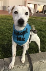 Jack Russell Terrier Dogs for adoption in Chico, CA, USA