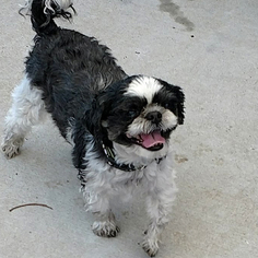 Shih Tzu Dogs for adoption in San Diego, CA, USA