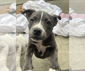 American Pit Bull Terrier Dogs for adoption in Jackson Township, NJ, USA