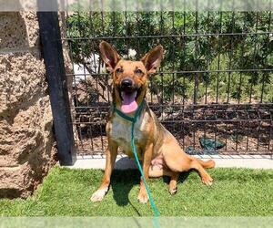 German Shepherd Dog-Unknown Mix Dogs for adoption in Orange, CA, USA