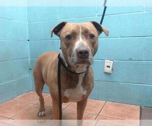 American Pit Bull Terrier Dogs for adoption in Downey, CA, USA