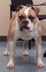 Olde Bulldog Dogs for adoption in Battle Ground, WA, USA