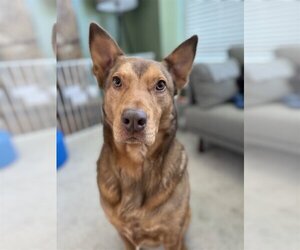 Mutt Dogs for adoption in Sandy, UT, USA