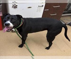 American Pit Bull Terrier Dogs for adoption in Derwood, MD, USA