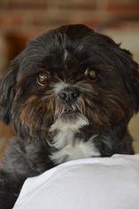 Shih Tzu Dogs for adoption in Brighton, TN, USA