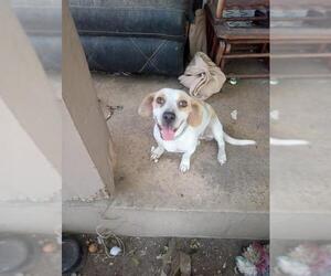 Beagle-Unknown Mix Dogs for adoption in San Antonio, TX, USA