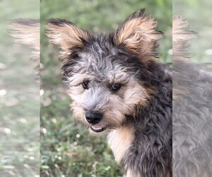 Mutt Dogs for adoption in Cranston, RI, USA