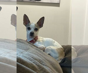 Chihuahua Dogs for adoption in Mount Pleasant, SC, USA