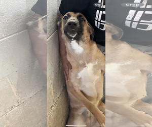 German Shepherd Dog-Unknown Mix Dogs for adoption in El Centro, CA, USA