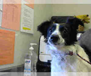 Medium Photo #1 Papshund Puppy For Sale in Sacramento, CA, USA