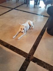 Medium Photo #1 Labrador Retriever-Unknown Mix Puppy For Sale in Fort Lauderdale, FL, USA