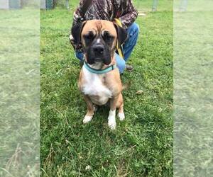 Boxer Dogs for adoption in Reedsport, OR, USA