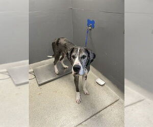 Great Dane Dogs for adoption in Tallahassee, FL, USA