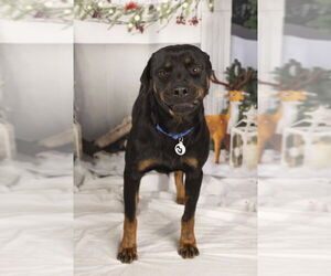 Rottweiler Dogs for adoption in Foristell, MO, USA